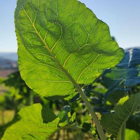 Casa Da Mata Сasa de vacaciones