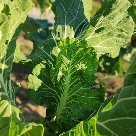 Casa Da Mata * Paredes de Coura