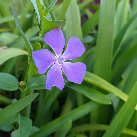 Casa Da Mata Nyaraló *