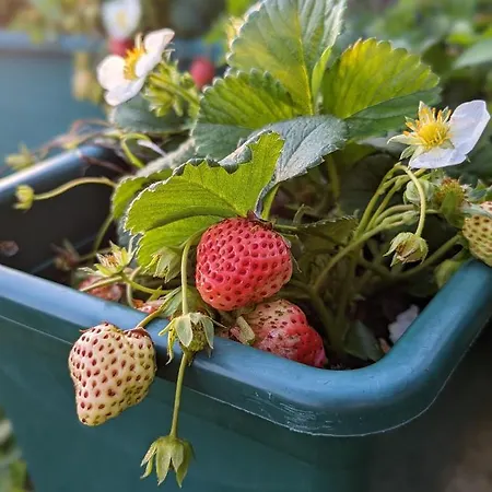 Nyaraló Casa Da Mata *