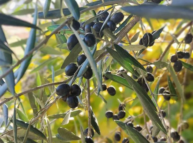 Сasa de vacaciones Casa Da Mata