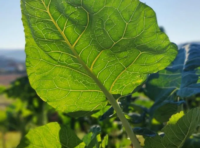 Casa Da Mata Casa de Férias