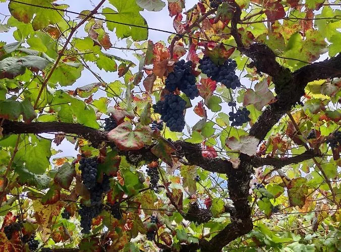 Hébergement de vacances Casa Da Mata *