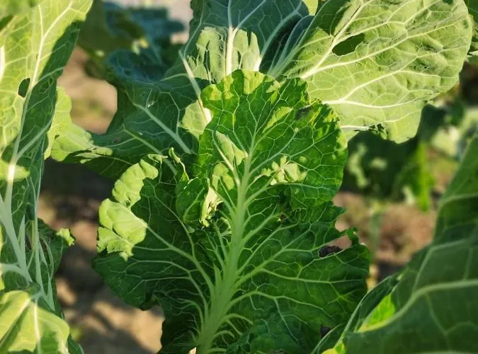 Casa Da Mata * Paredes de Coura